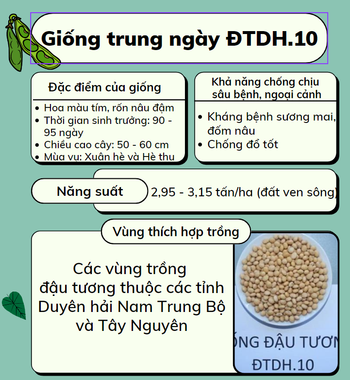 Giống trung ngày DTDH10_1671432408.png